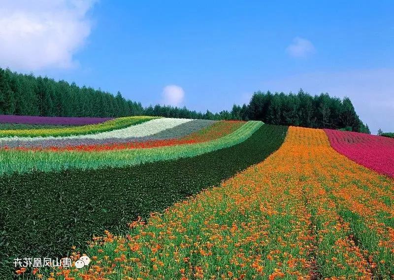 安滦品种齐全唐山花卉市场厂家